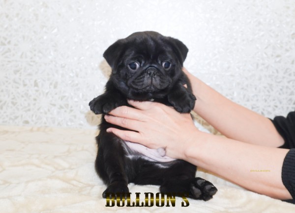 ID:PG738　パグ専門ブリーダーBULLDON’Sサムネイル