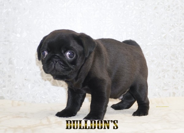 ID:PG739　パグ専門ブリーダーBULLDON’Sサムネイル