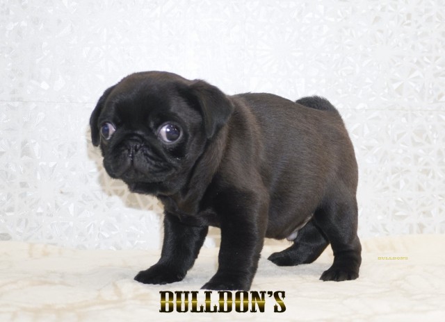 ID:PG739　パグ専門ブリーダーBULLDON’Sサムネイル