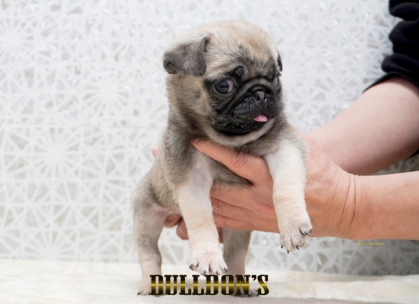ID:PG741　パグ専門ブリーダーBULLDON’Sサムネイル