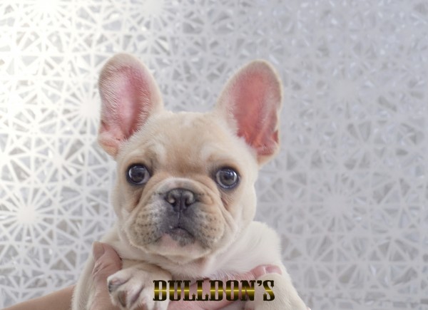 ID:FB1780　フレンチブルドッグ専門ブリーダーBULLDON’S　若犬販売サムネイル