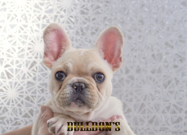 ID:FB1780　フレンチブルドッグ専門ブリーダーBULLDON’S　若犬販売サムネイル