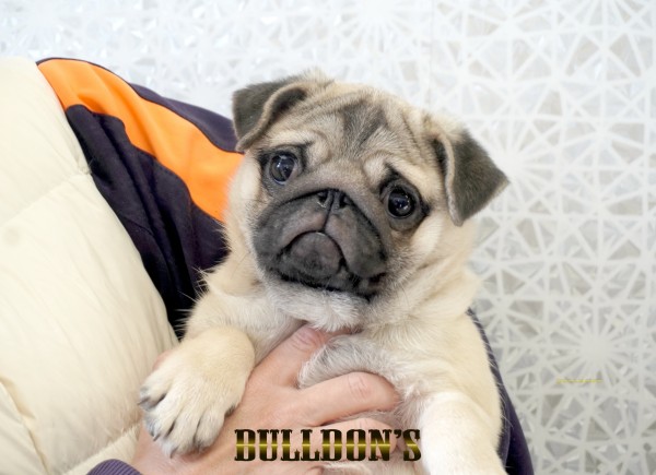 ID:PG731　パグ専門ブリーダーBULLDON’Sサムネイル