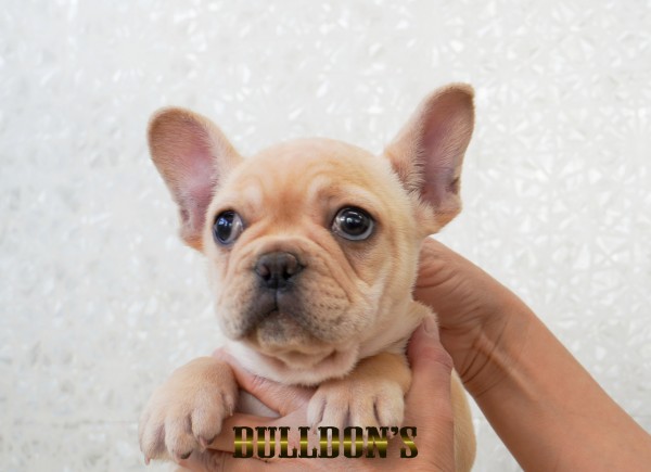 ID:FB1775　フレンチブルドッグ専門ブリーダーBULLDON’S　若犬販売サムネイル