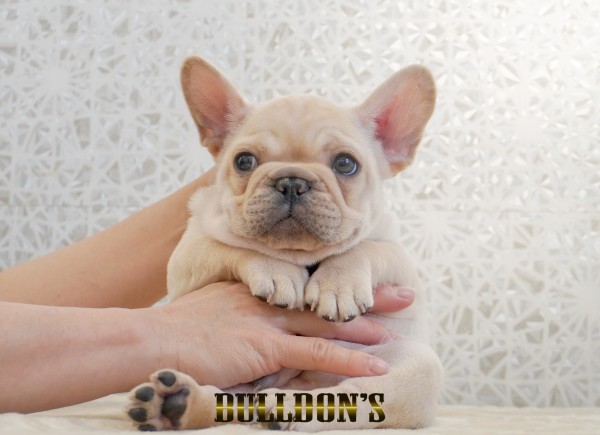ID:FB1776　フレンチブルドッグ専門ブリーダーBULLDON’Sサムネイル