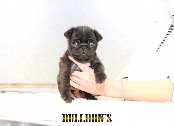 ID:PG744　パグ専門ブリーダーBULLDON’Sサムネイル