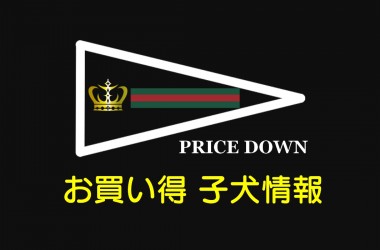 お買い得子犬情報＆6月7月出産情報サムネイル
