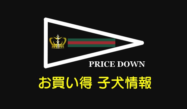 お買い得子犬情報＆6月7月出産情報サムネイル
