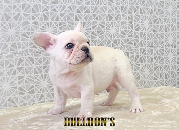 ID:FB1783　フレンチブルドッグ専門ブリーダーBULLDON’S　若犬販売サムネイル