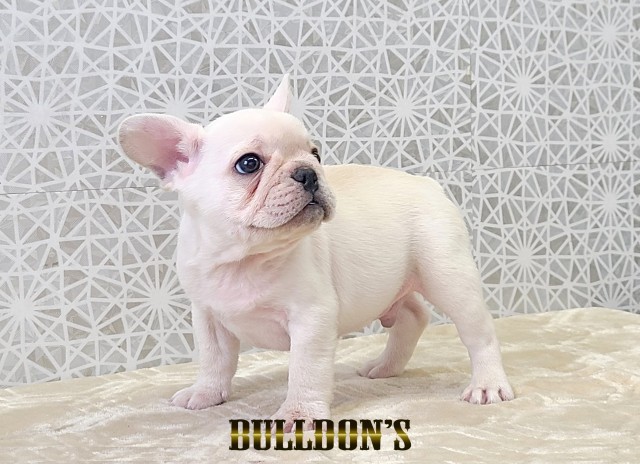 ID:FB1783　フレンチブルドッグ専門ブリーダーBULLDON’S　若犬販売サムネイル