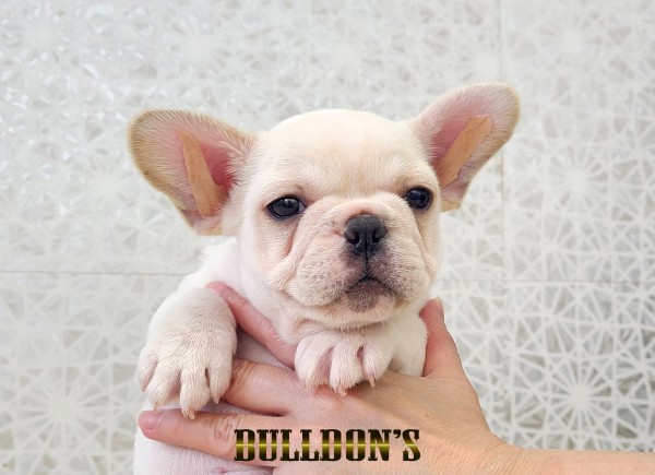 ID:FB1785　フレンチブルドッグ専門ブリーダーBULLDON’Sサムネイル