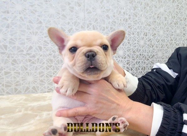 ID:FB1786　フレンチブルドッグ専門ブリーダーBULLDON’Sサムネイル