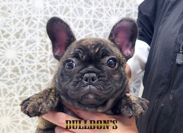 ID:FB1789　フレンチブルドッグ専門ブリーダーBULLDON’Sサムネイル