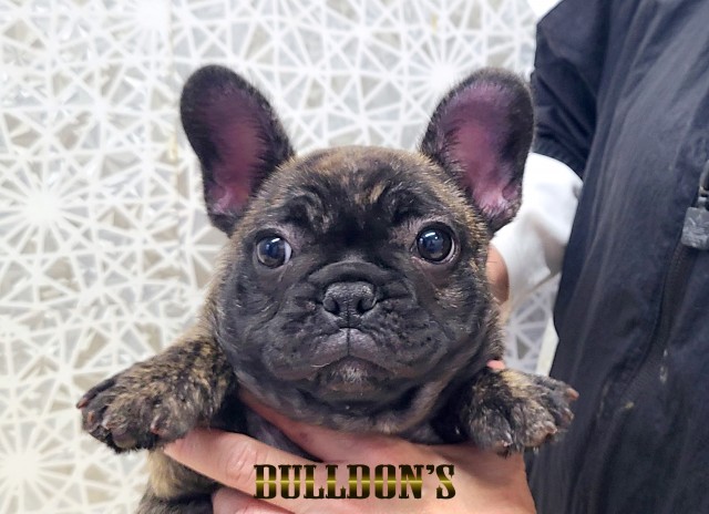 ID:FB1789　フレンチブルドッグ専門ブリーダーBULLDON’Sサムネイル
