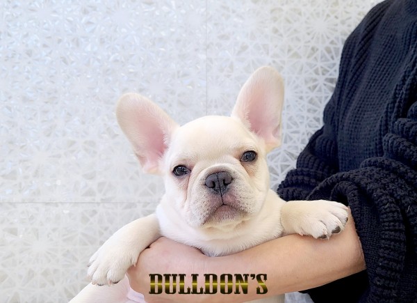 ID:FB1790　フレンチブルドッグ専門ブリーダーBULLDON’Sサムネイル