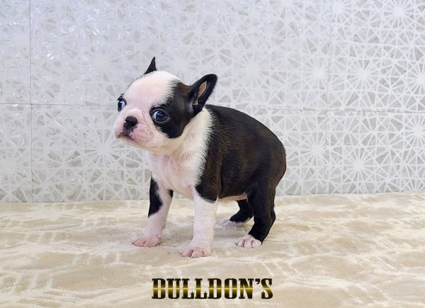 ID:BT520　ボストンテリア専門ブリーダーBULLDON’Sサムネイル