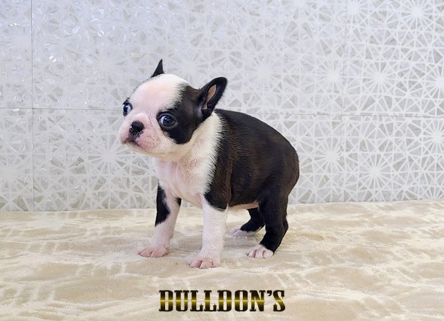 ID:BT520　ボストンテリア専門ブリーダーBULLDON’Sサムネイル