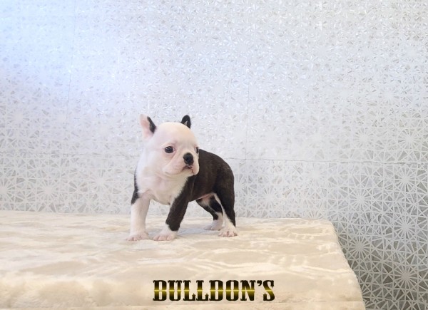 ID:BT521　ボストンテリア専門ブリーダーBULLDON’Sサムネイル