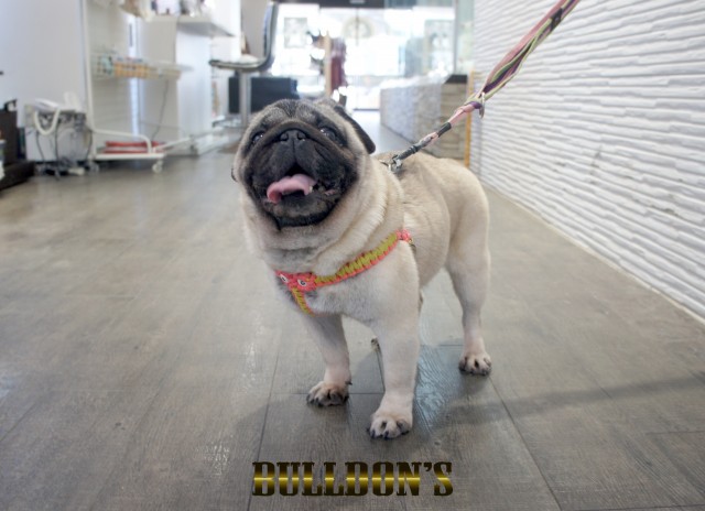 ID:71　てまり　引退犬Pugサムネイル