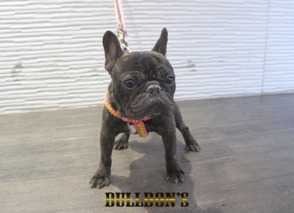 ID:74　うみ　引退犬FrenchBulldogサムネイル