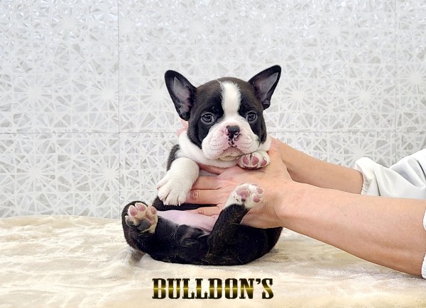 ID:BT522　ボストンテリア専門ブリーダーBULLDON’Sサムネイル