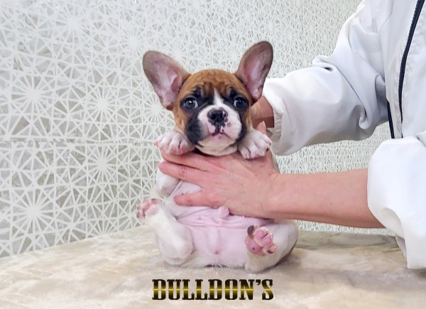 ID:FB1792　フレンチブルドッグ専門ブリーダーBULLDON’Sサムネイル