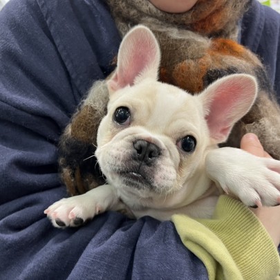 ★東京都のお客様★フレンチブルドッグのメイちゃん！サムネイル