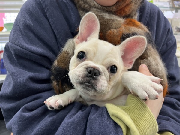 ★東京都のお客様★フレンチブルドッグのメイちゃん！サムネイル