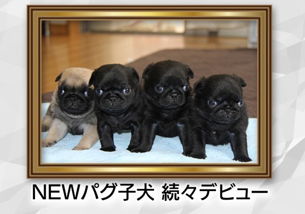 パグEXCELLENTパピー デビュー予告！サムネイル
