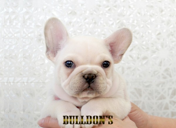 ID:FB1768　フレンチブルドッグ専門ブリーダーBULLDON’Sサムネイル