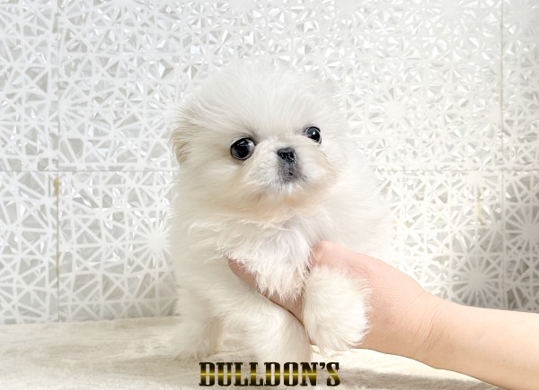 ID:PN005　ペキニーズBULLDON’Sブサカワ専門ブリーダーサムネイル