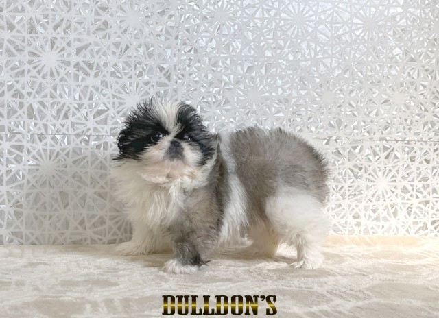 ID:PN006　ペキニーズBULLDON’Sブサカワ専門ブリーダーサムネイル