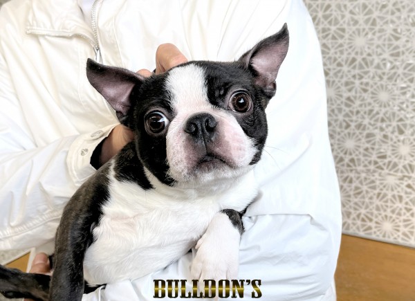 ID:BT523 ボストンテリア専門ブリーダーBULLDON’S　若犬販売サムネイル