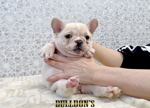 ID:FB1795　フレンチブルドッグ専門ブリーダーBULLDON’S　商談中！サムネイル