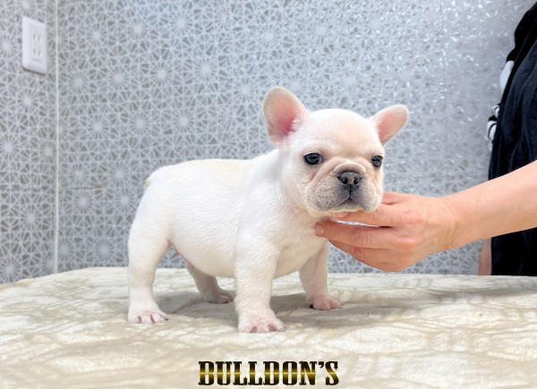 ID:FB1796　フレンチブルドッグ専門ブリーダーBULLDON’Sサムネイル