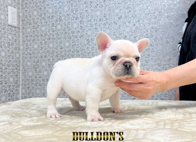 ID:FB1796　フレンチブルドッグ専門ブリーダーBULLDON’Sサムネイル