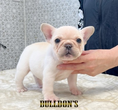 ★東京都のお客様★フレンチブルドッグのうらんちゃん！サムネイル