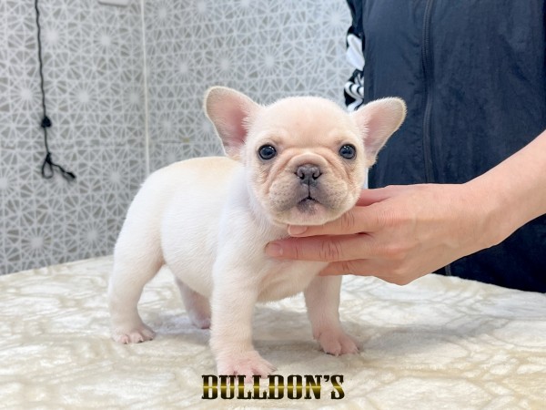 ★東京都のお客様★フレンチブルドッグのうらんちゃん！サムネイル