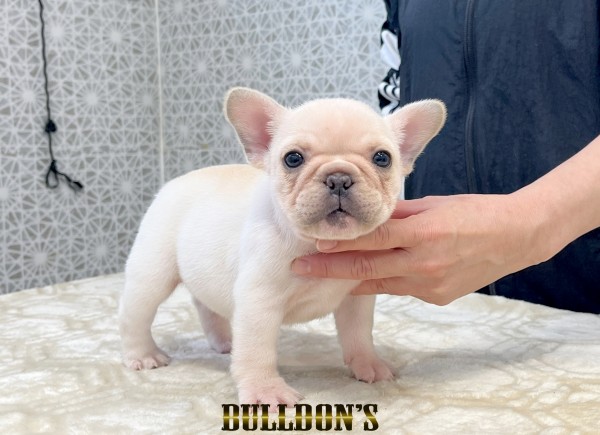 ID:FB1797　フレンチブルドッグ専門ブリーダーBULLDON’Sサムネイル