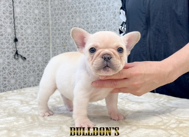 ID:FB1797　フレンチブルドッグ専門ブリーダーBULLDON’Sサムネイル