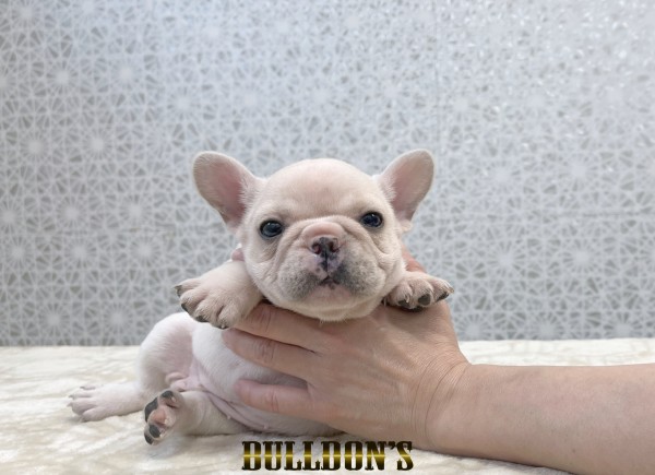 ID:FB1798　フレンチブルドッグ専門ブリーダーBULLDON’Sサムネイル