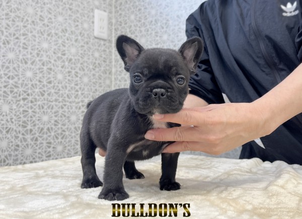 ID:FB1799　フレンチブルドッグ専門ブリーダーBULLDON’Sサムネイル