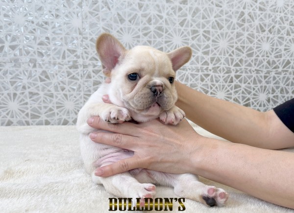 ID:FB1800　フレンチブルドッグ専門ブリーダーBULLDON’Sサムネイル