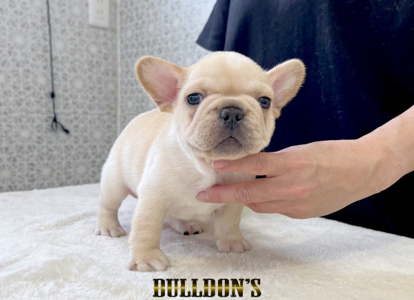 ID:FB1801　フレンチブルドッグ専門ブリーダーBULLDON’S　商談中！サムネイル