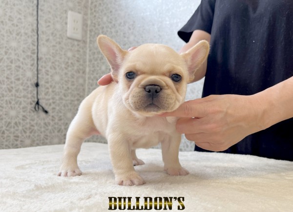 ID:FB1802　フレンチブルドッグ専門ブリーダーBULLDON’S　商談中！サムネイル
