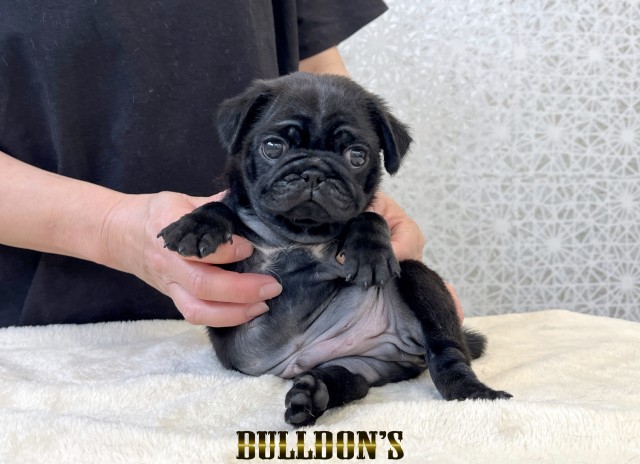 ID:PG750　パグ専門ブリーダーBULLDON’Sサムネイル