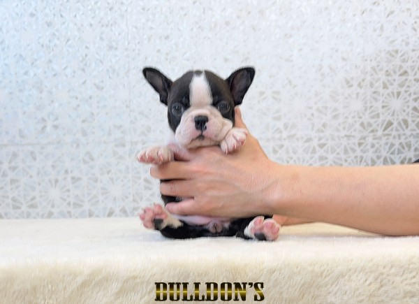ID:BT525　ボストンテリア専門ブリーダーBULLDON’Sサムネイル