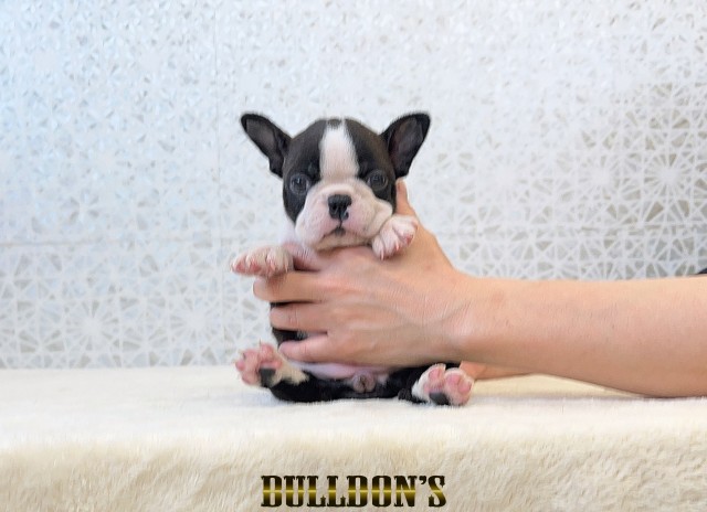 ID:BT525　ボストンテリア専門ブリーダーBULLDON’Sサムネイル