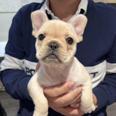★東京都のお客様★フレンチブルドッグの女の子！サムネイル