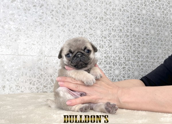 ID:PG752　パグ専門ブリーダーBULLDON’Sサムネイル
